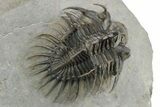 Spiny Comura Trilobite - Excellent Preparation #245922-1